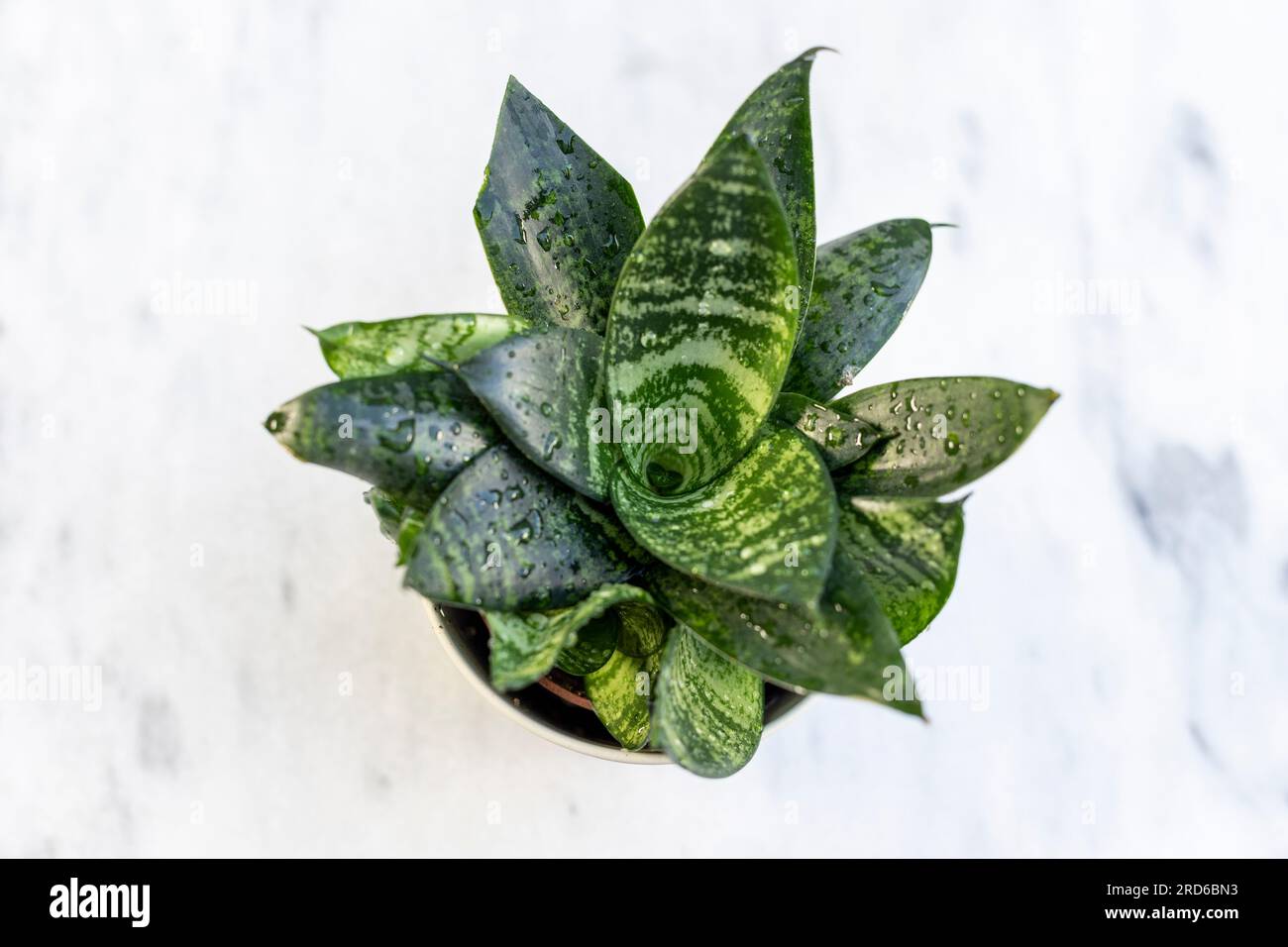 La pianta di serpente nano è nota anche come vista dall'alto della pianta del nido d'uccello Foto Stock