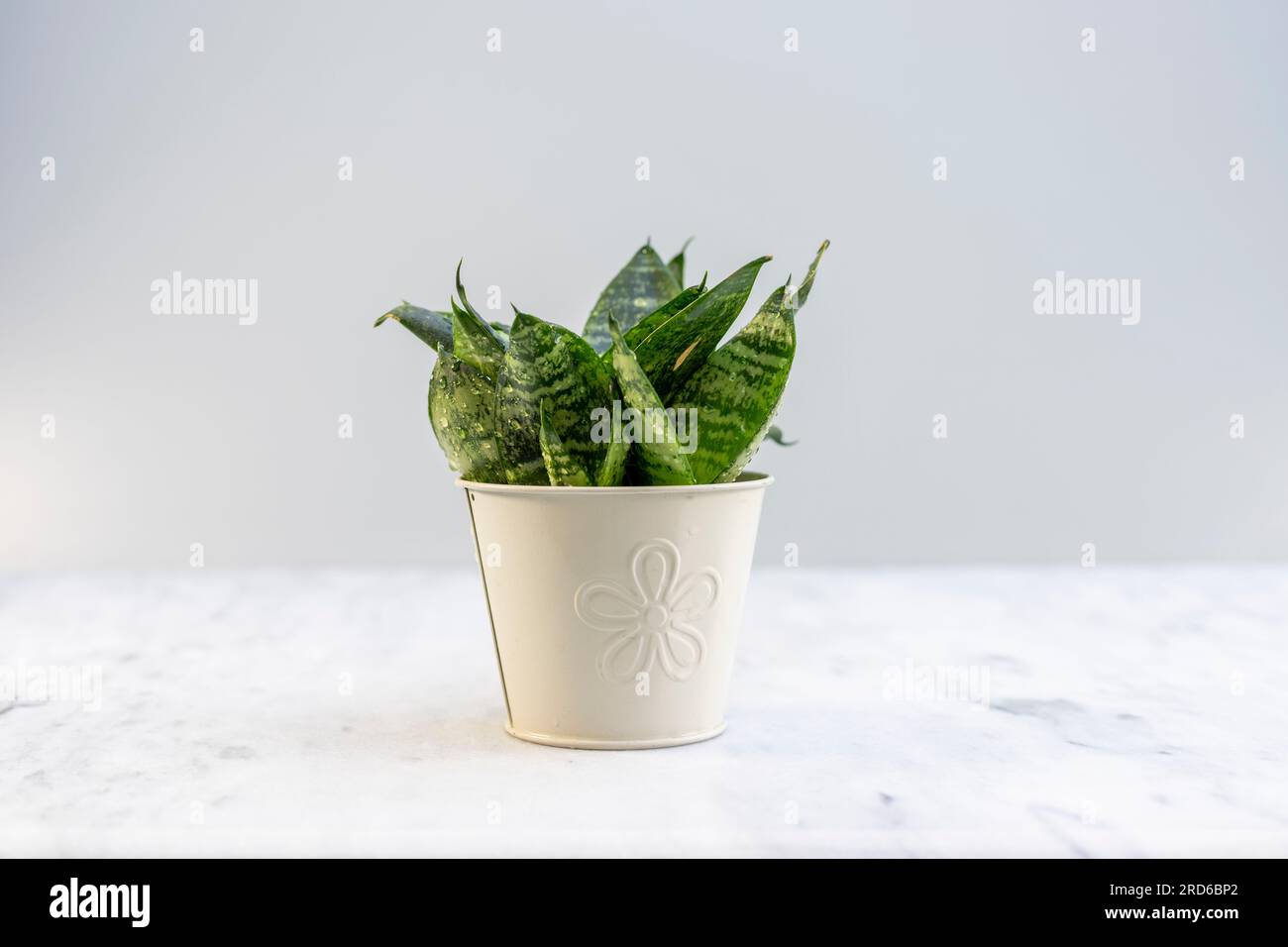 Sansevieria Hahnii o pianta di serpente nido d'uccello in un bellissimo vaso di ferro Foto Stock