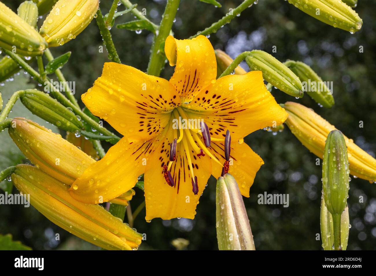 "Yellow Pixels" Asiatic Lily, Asiatisk lilja (Lilium asiatica) Foto Stock