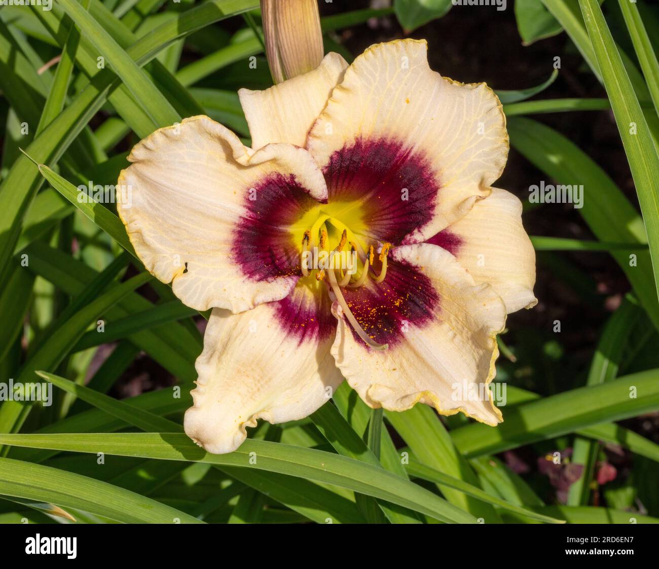 "Piano Man" Daylily, daglilja (Hemerocallis) Foto Stock