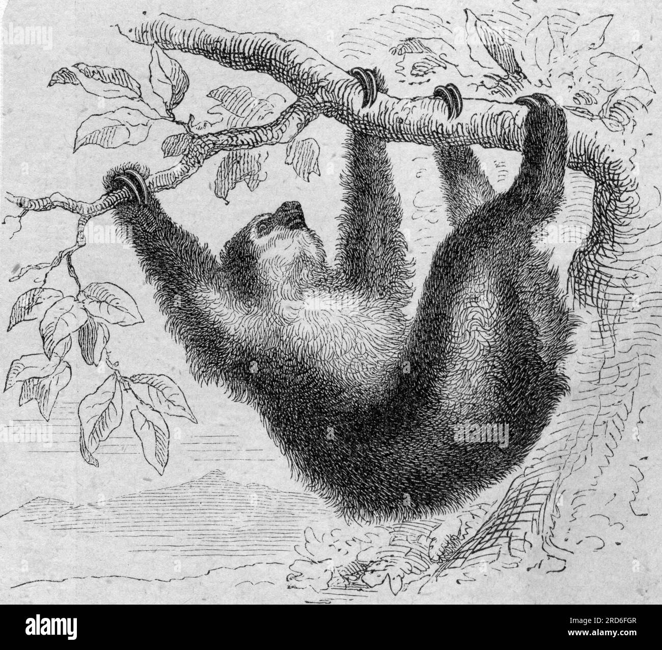 Zoologia, bradipo, bradipo a tre dita (Bradypus tridactylus), incisione su legno, XIX secolo, Il COPYRIGHT DELL'ARTISTA NON DEVE ESSERE CANCELLATO Foto Stock