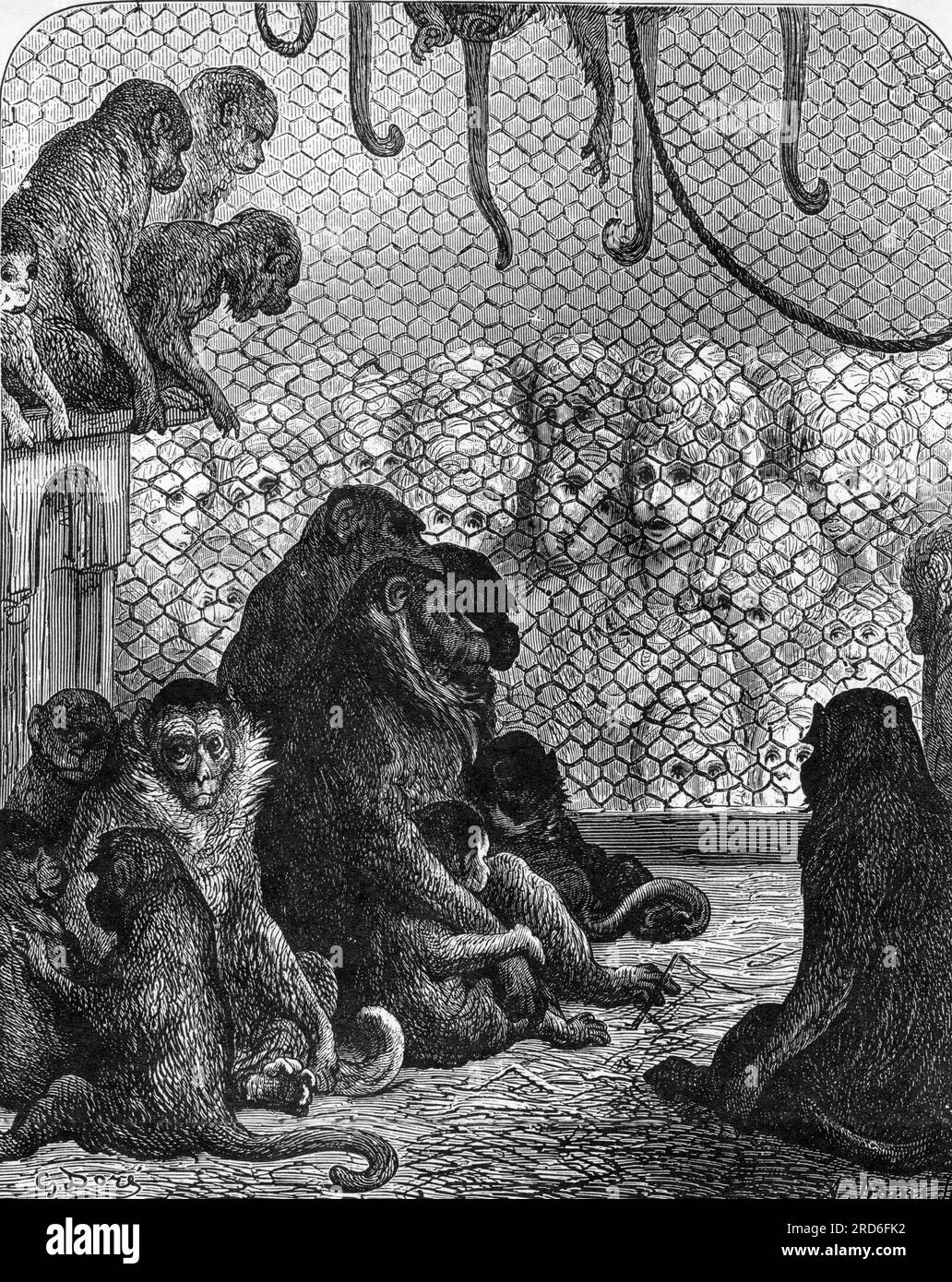 Zoologia / animali, scimmie, scimmie nello zoo, incisione, di Gustave Dore (1832 - 1883), IL COPYRIGHT DELL'ARTISTA NON DEVE ESSERE CANCELLATO Foto Stock