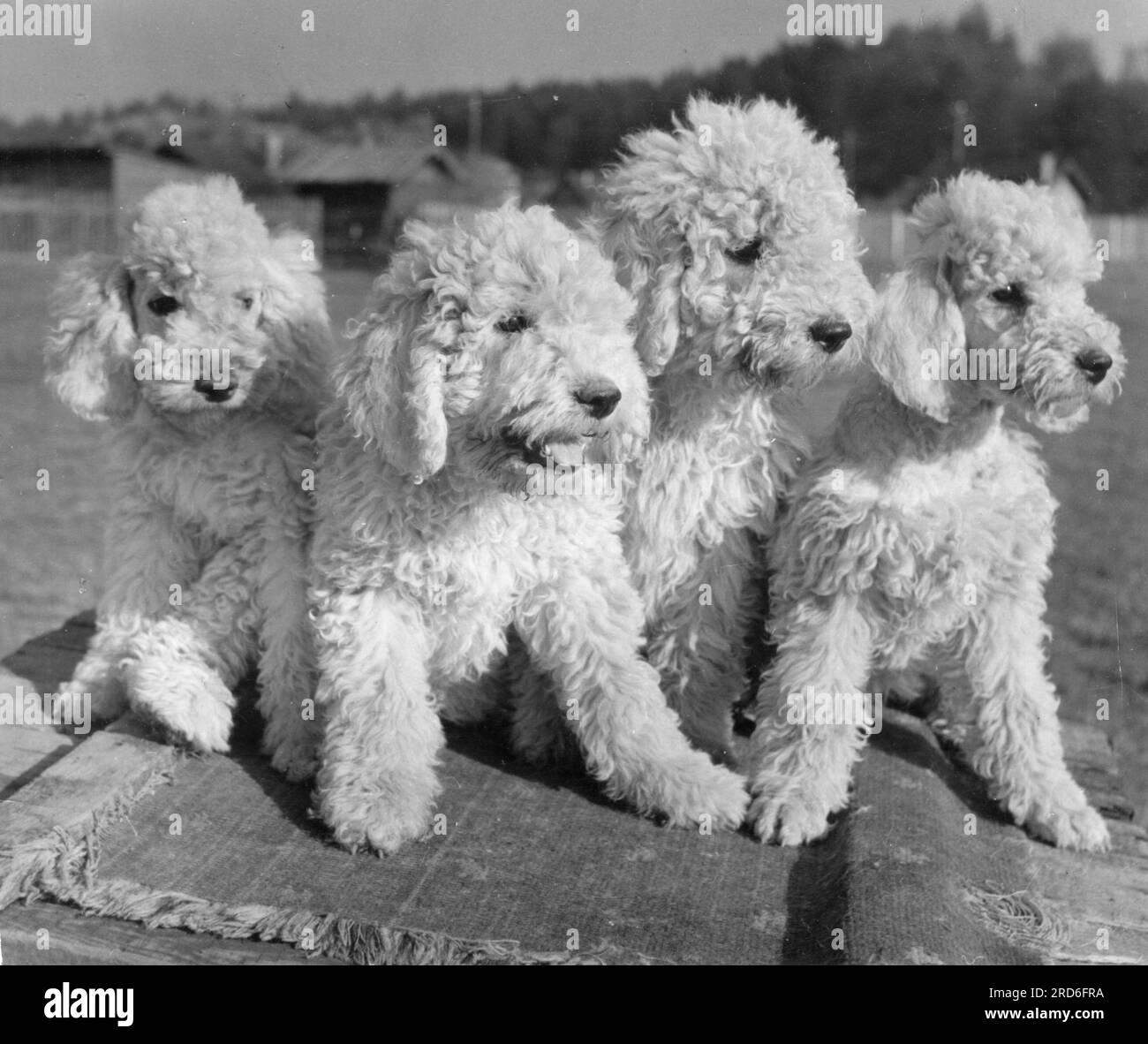 Zoologia / animali, cane, barboncino (Canis familiaris genuinus), quattro barboncini di 10 settimane, anni '1950, ULTERIORI-DIRITTI-CLEARANCE-INFO-NOT-AVAILABLE Foto Stock