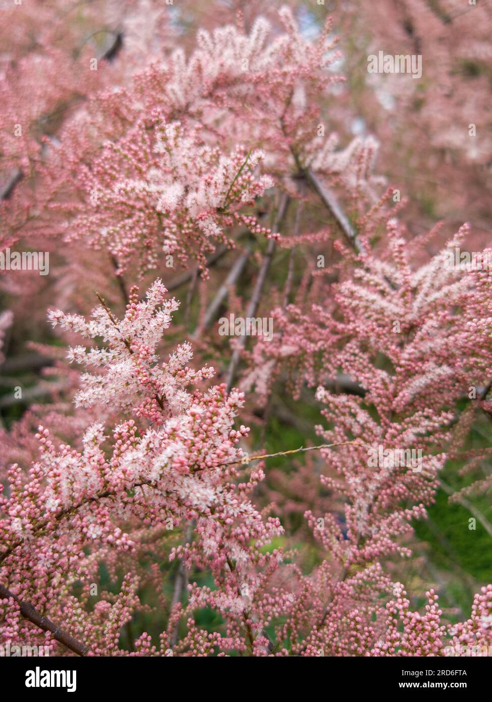 Piccoli fiori di tamerice rosa fioriscono su un albero di tamerici in primavera. Foto Stock