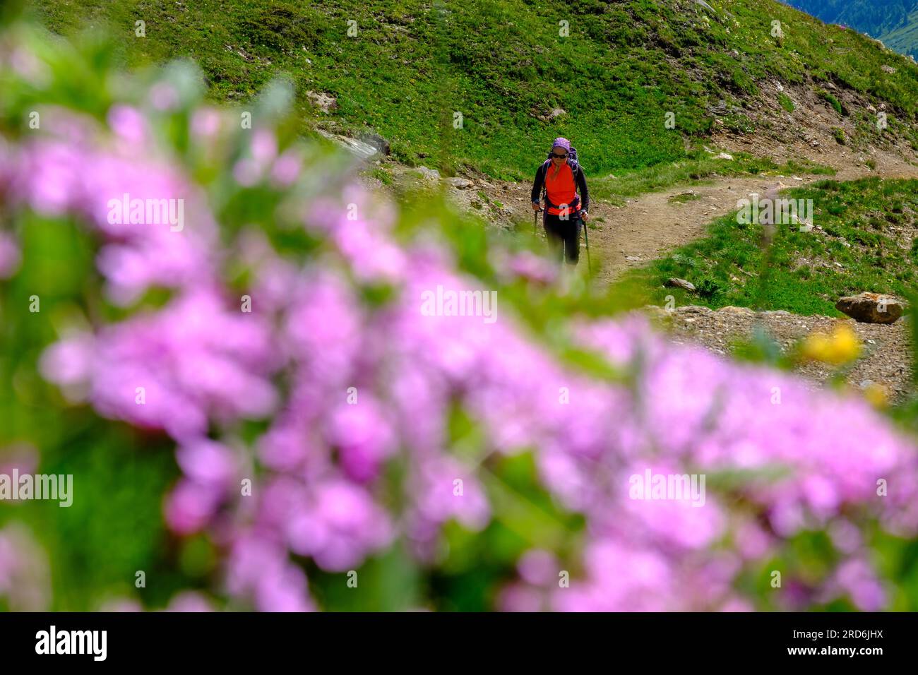 Alpinista che cammina nelle Alpi svizzere Foto Stock