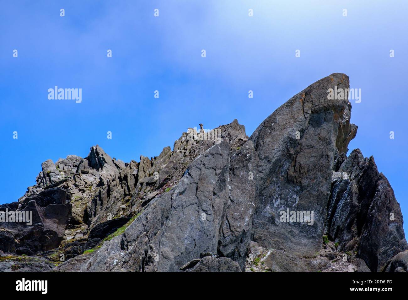 Stambecco in piedi sulle rocce delle Alpi svizzere Foto Stock