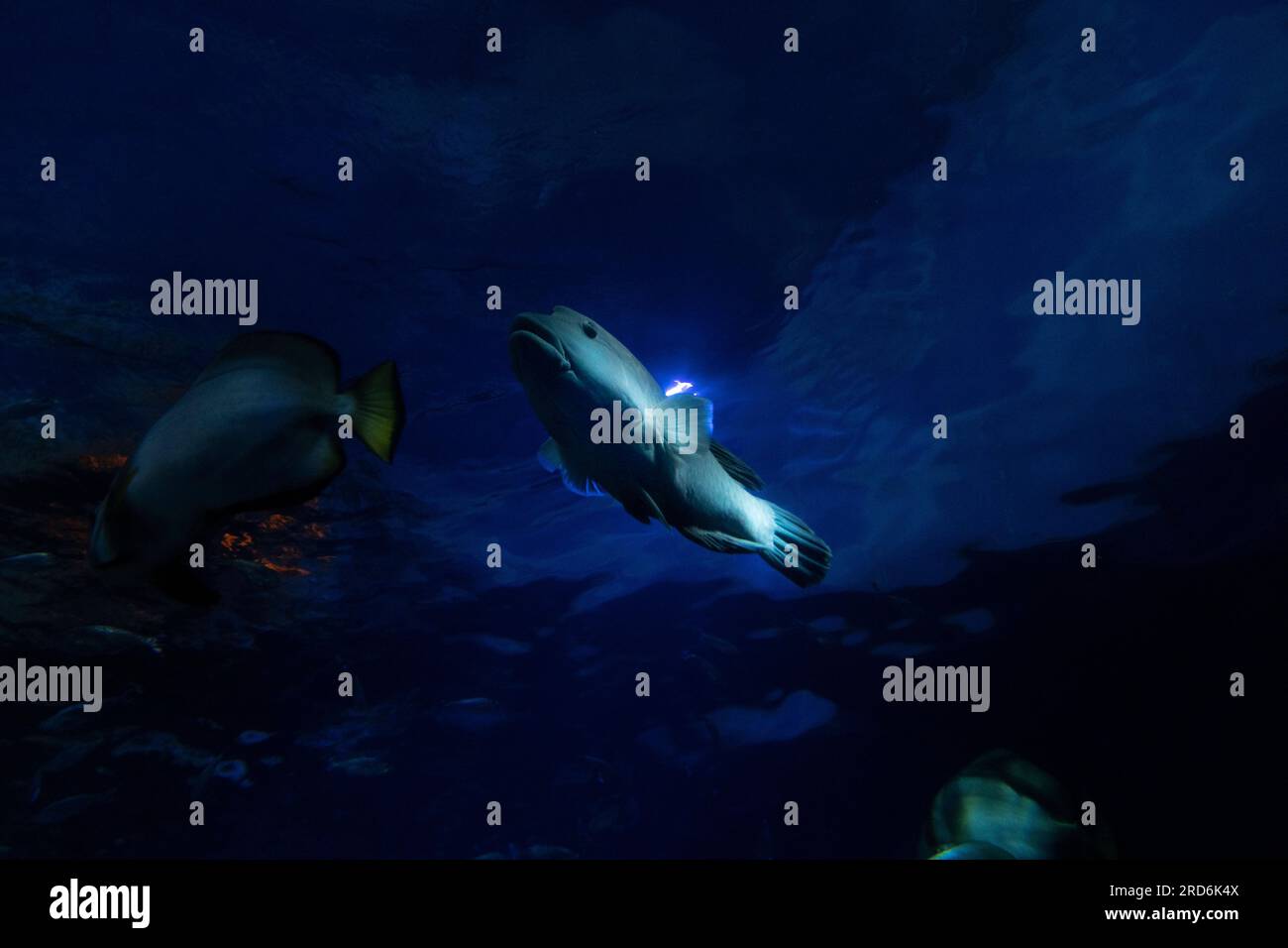 Esemplare di cheilinus undulatus o meglio conosciuto come Napoleon wrasse Foto Stock