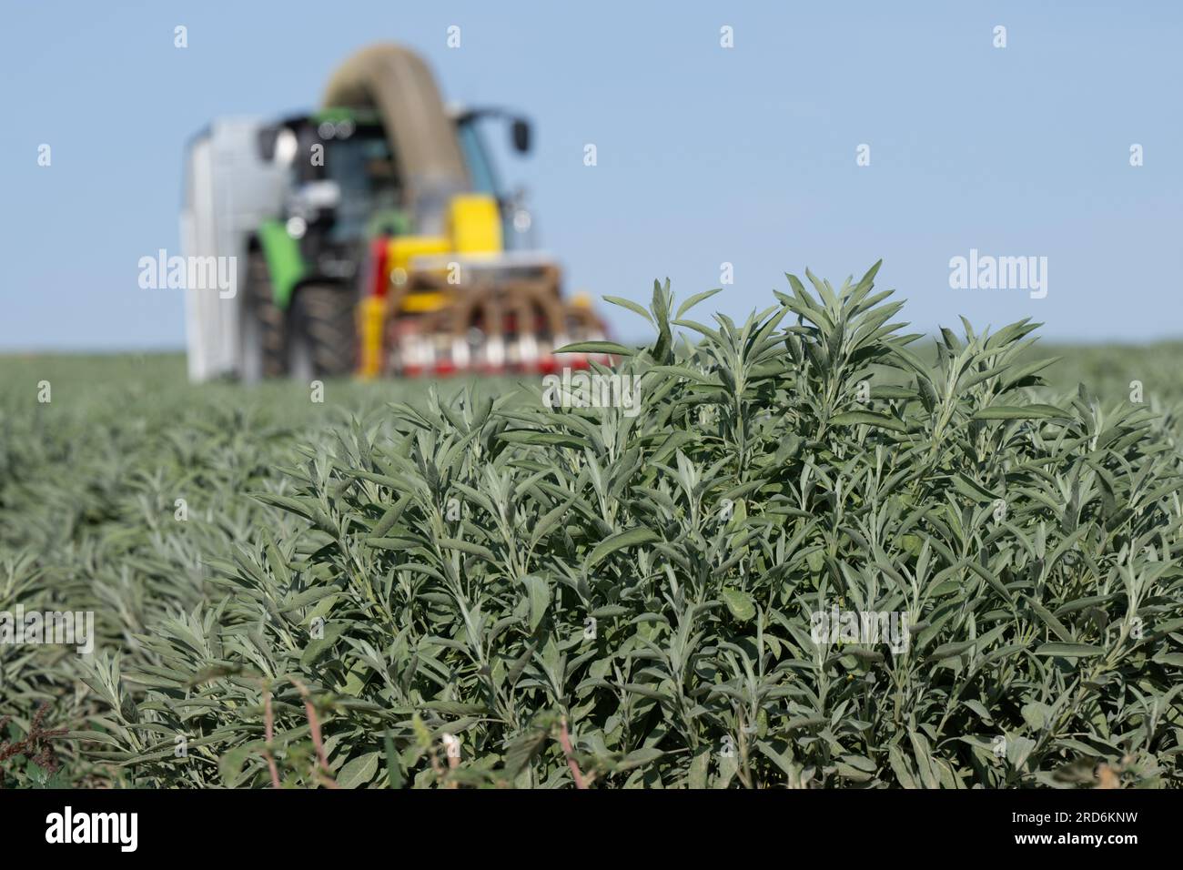 Freital, Germania. 19 luglio 2023. Un trattore da raccolta di Bombastus-Werke guida su un campo di salvia e raccoglie foglie di salvia per la produzione di tè. Quest'anno, il raccolto era già iniziato all'inizio di luglio e si sta completando in questi giorni. Credito: Sebastian Kahnert/dpa/Alamy Live News Foto Stock