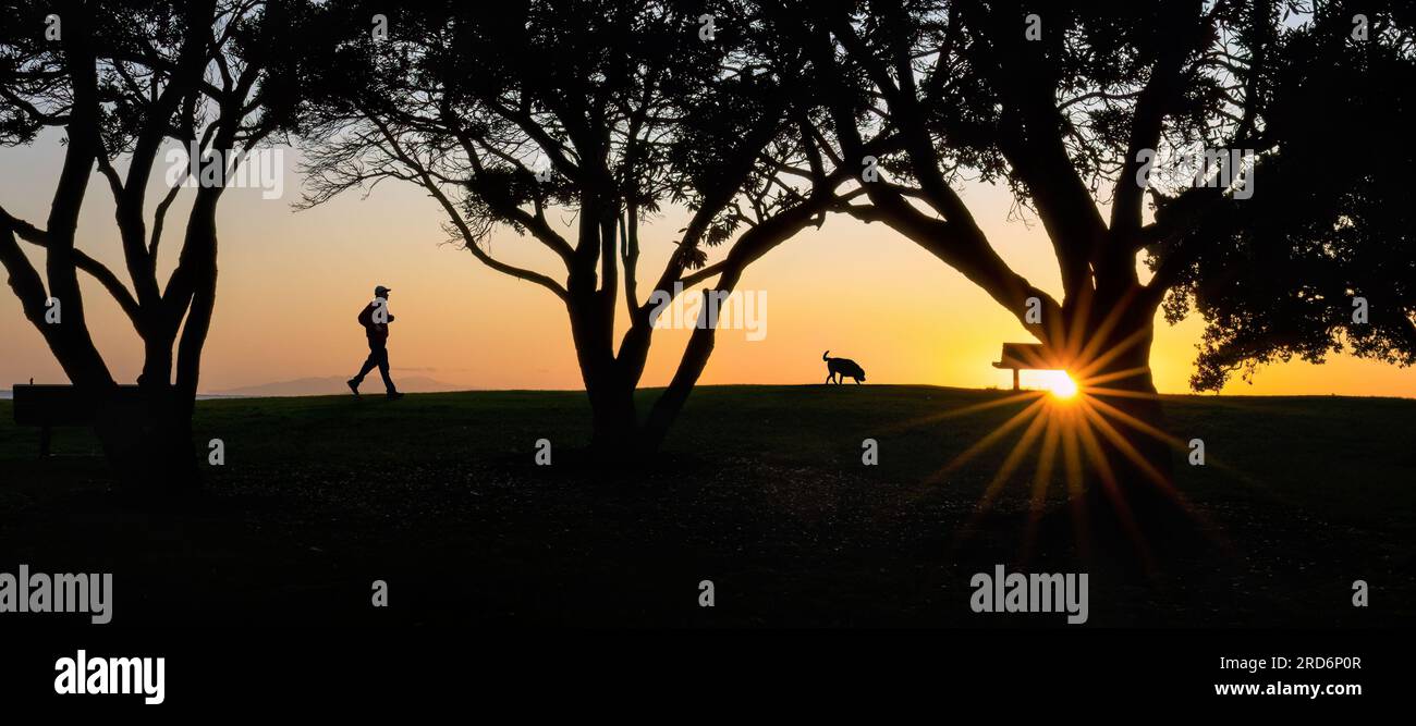 Immagine della silhouette di uomo e cane che corrono tra i grandi alberi di Pohutukawa all'alba. Auckland. Foto Stock