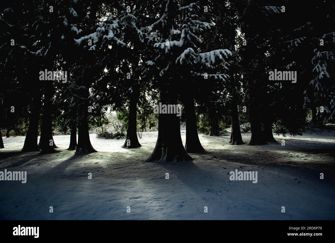 La luce del sole soffusa filtra tra gli alberi mentre passiamo a Vancouver, Canada Foto Stock