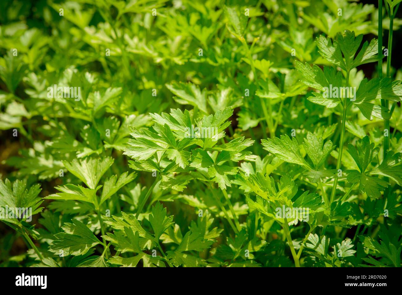 prezzemolo verde giovane che cresce su un letto in una fattoria di verdure. Primo piano delle foglie di prezzemolo verde e dei gambi. Il prezzemolo è fonte di flavonoidi e antiossidanti, Foto Stock