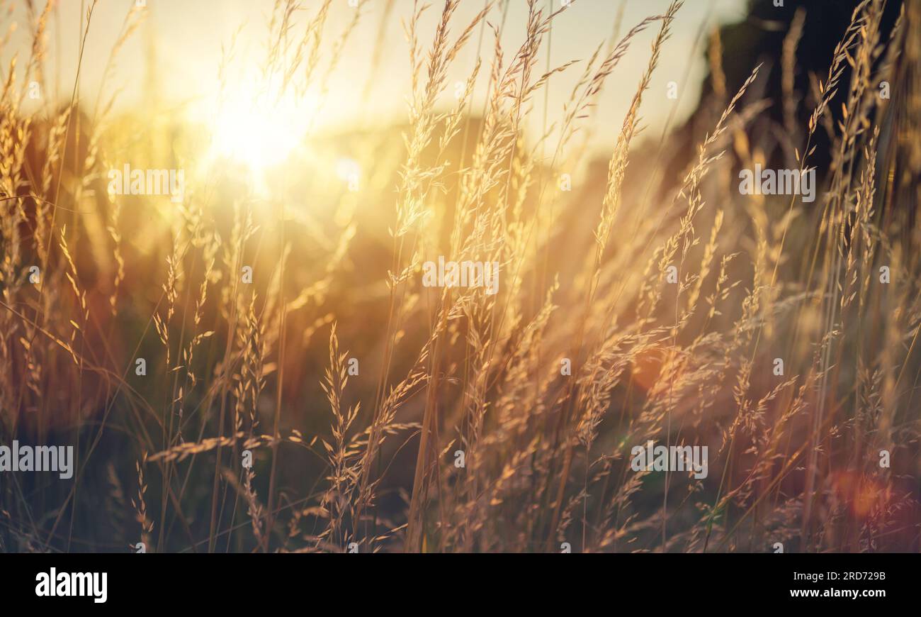 Erba selvatica in una radura forestale al tramonto. Immagine macro, bassa profondità di campo. Sfondo astratto di natura estiva e autunnale. filtro vintage Foto Stock