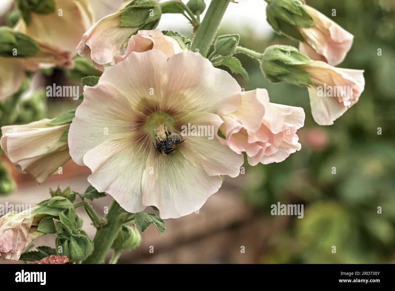 Ape morta ricoperta di polline dall'impollinazione di un fiore di hollyhock, Alcea rosea. Non si tratta di un evento raro e vengono registrati diversi motivi. Foto Stock