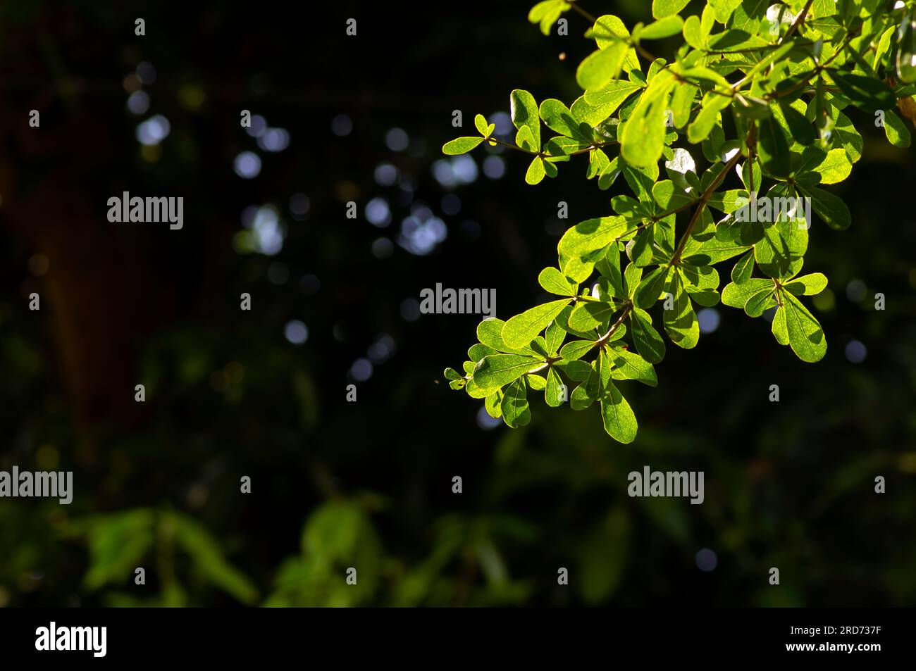 Ketapang Kencana (Terminalia mantaly), foglie verdi di mandorle del Madagascar con sfondo bokeh. Foto Stock