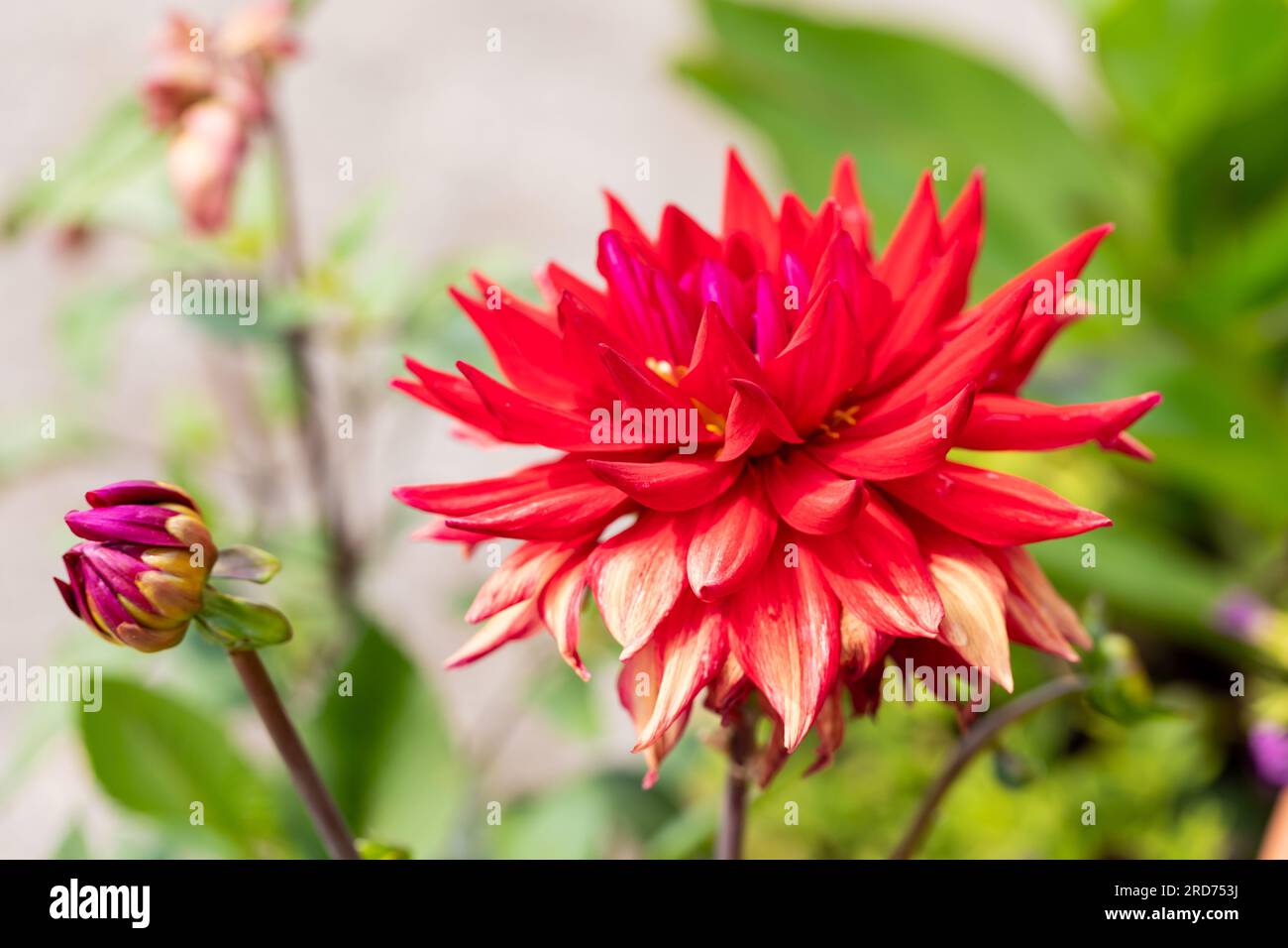 Red semi Cactus Dahlia Foto Stock