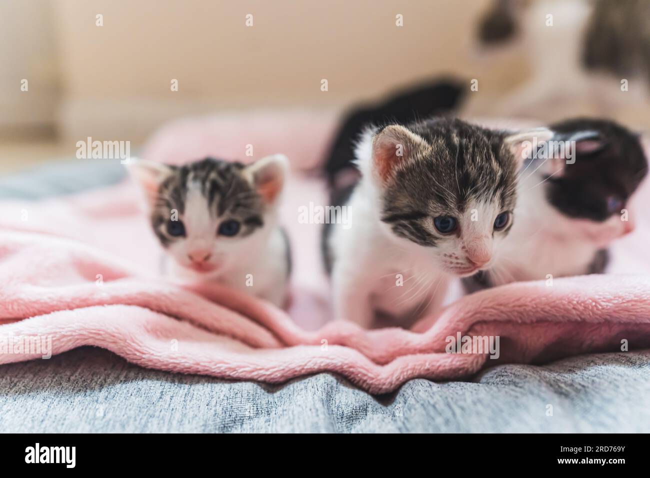 Gattini sottoposti a cure temporanee. Tabby e piccoli gatti bianchi e neri in primo piano su coperta rosa e foglio grigio con un grande gatto tabby che cammina in backgroung. Primo piano medio per interni. Foto di alta qualità Foto Stock