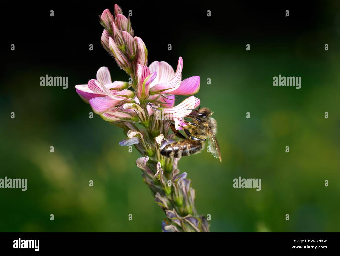 Fiori rosa di una sainfoin comune (Onobrychis viciifolia) con ape Foto Stock
