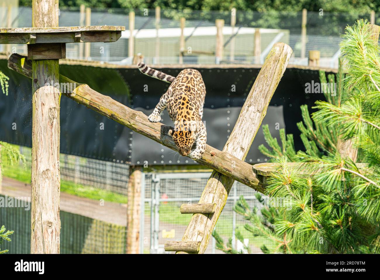 Leopardo di Amur (Panthera pardus) presso lo Yorkshire Wildlife Park, Doncaster, Regno Unito Foto Stock