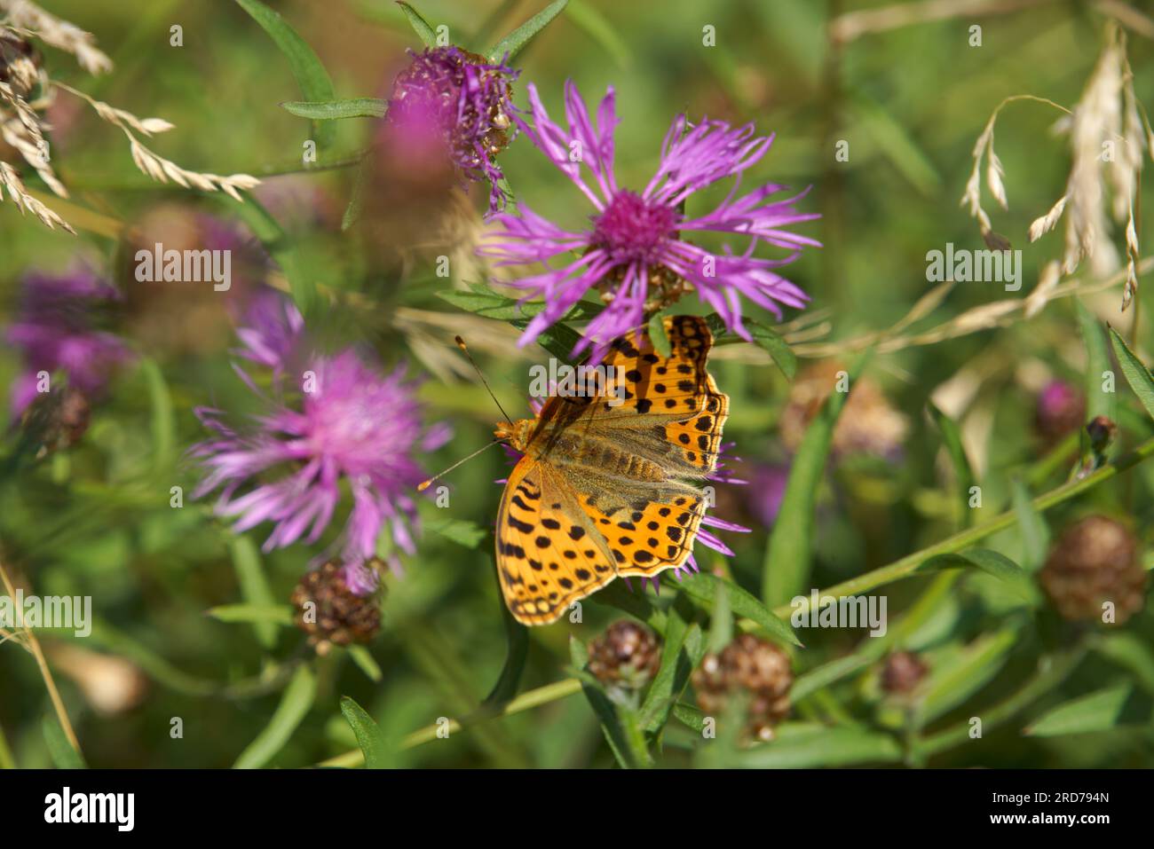 AUS dem Reich der Insekten. Der Kaisermantel Foto Stock