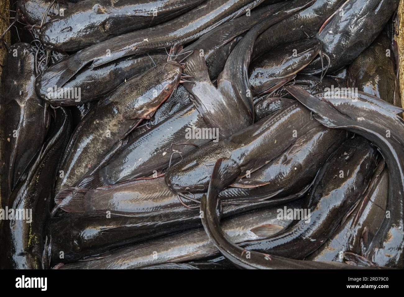 Pesce fresco al mercato del Cairo, ancora agitato. Foto Stock