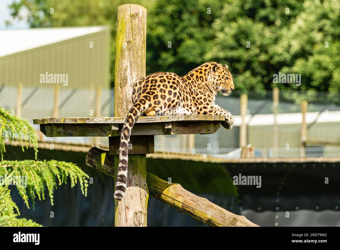 Leopardo di Amur (Panthera pardus) presso lo Yorkshire Wildlife Park, Doncaster, Regno Unito Foto Stock