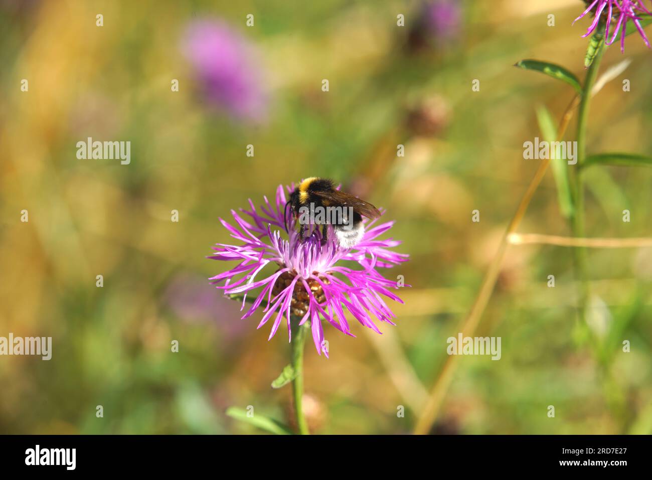 Hummel auf magentafarbener Blüte Foto Stock