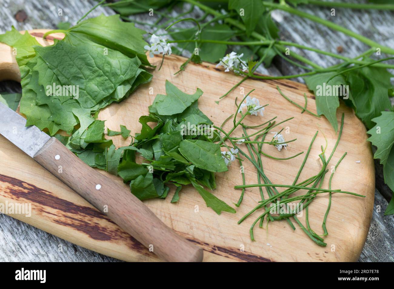 Knoblauchsrauke, Ernte, ernten, Kräuterernte, Blätter, Stängel und Blüten werden mit Messer zerkleinert, Schneiden, Kräuter sammeln, Gewöhnliche Knobl Foto Stock