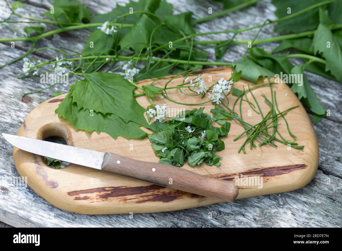 Knoblauchsrauke, Ernte, ernten, Kräuterernte, Blätter, Stängel und Blüten werden mit Messer zerkleinert, Schneiden, Kräuter sammeln, Gewöhnliche Knobl Foto Stock