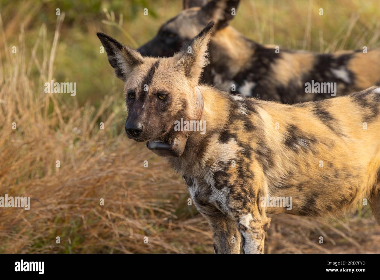 Una vista ravvicinata di un cane selvatico africano con un collare vicino al cancello di Phalaborwa nel Parco Nazionale di Kruger, Sudafrica Foto Stock