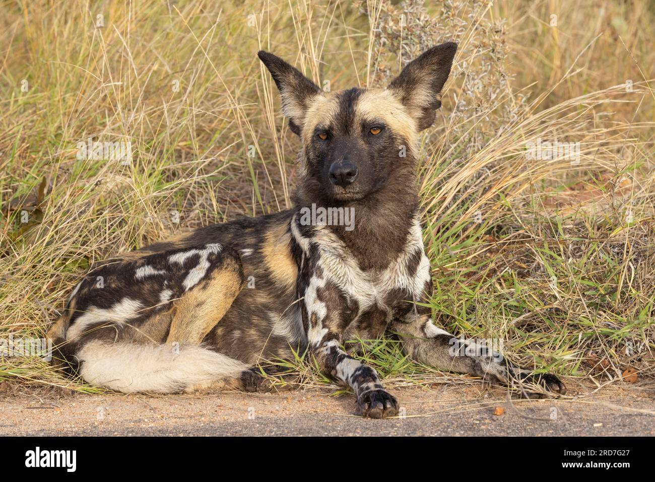 Un singolo cane selvatico africano che riposa al sole del mattino nel Kruger National Park, in Sudafrica Foto Stock