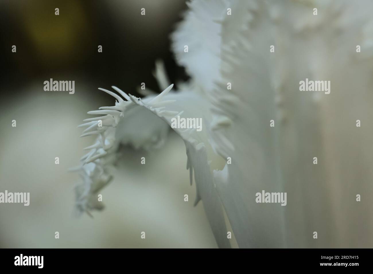 Un bellissimo tulipano bianco in erba indica l'inizio della primavera a Keukenhof, nei Paesi Bassi Foto Stock