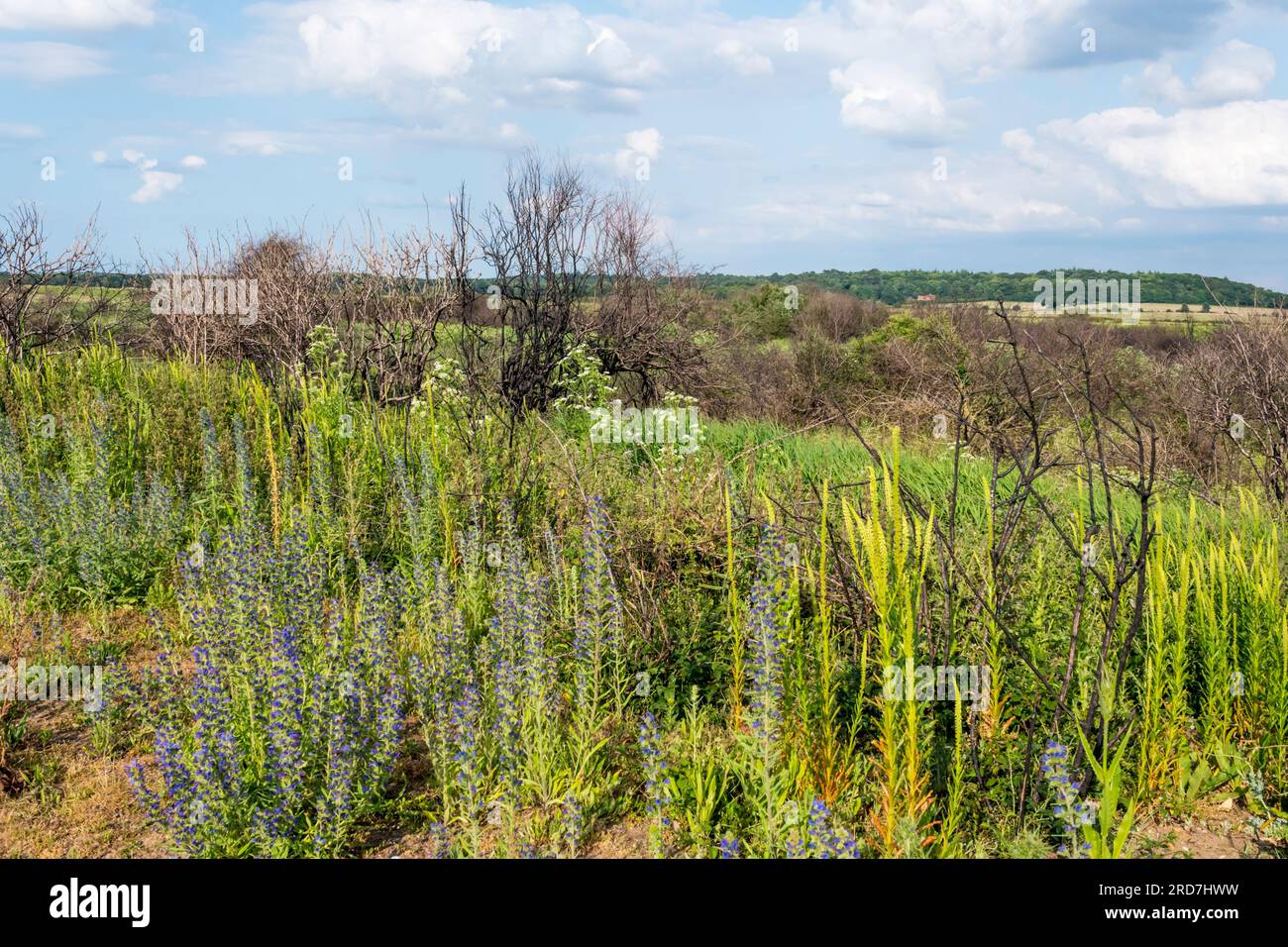Vegetazione che si recupera dagli effetti del fuoco di brughiera un anno prima al parco di campagna di Snettisham sulla riva orientale del Washington. Foto Stock
