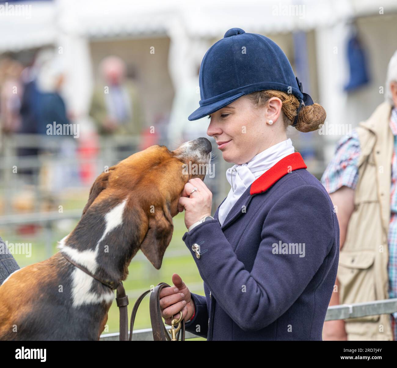 Festival of Hunting, Peterborough, Inghilterra, Regno Unito. 19 luglio 2023. Il Festival of Hunting di quest'anno ha ospitato il 135° Peterborough Royal Foxhound Show, che ha anche celebrato Beagles, Harriers e Basset Hounds, rendendolo uno dei più grandi spettacoli di profumi attivi in tutto il mondo. Crediti: Matt Limb OBE/Alamy Live News Foto Stock