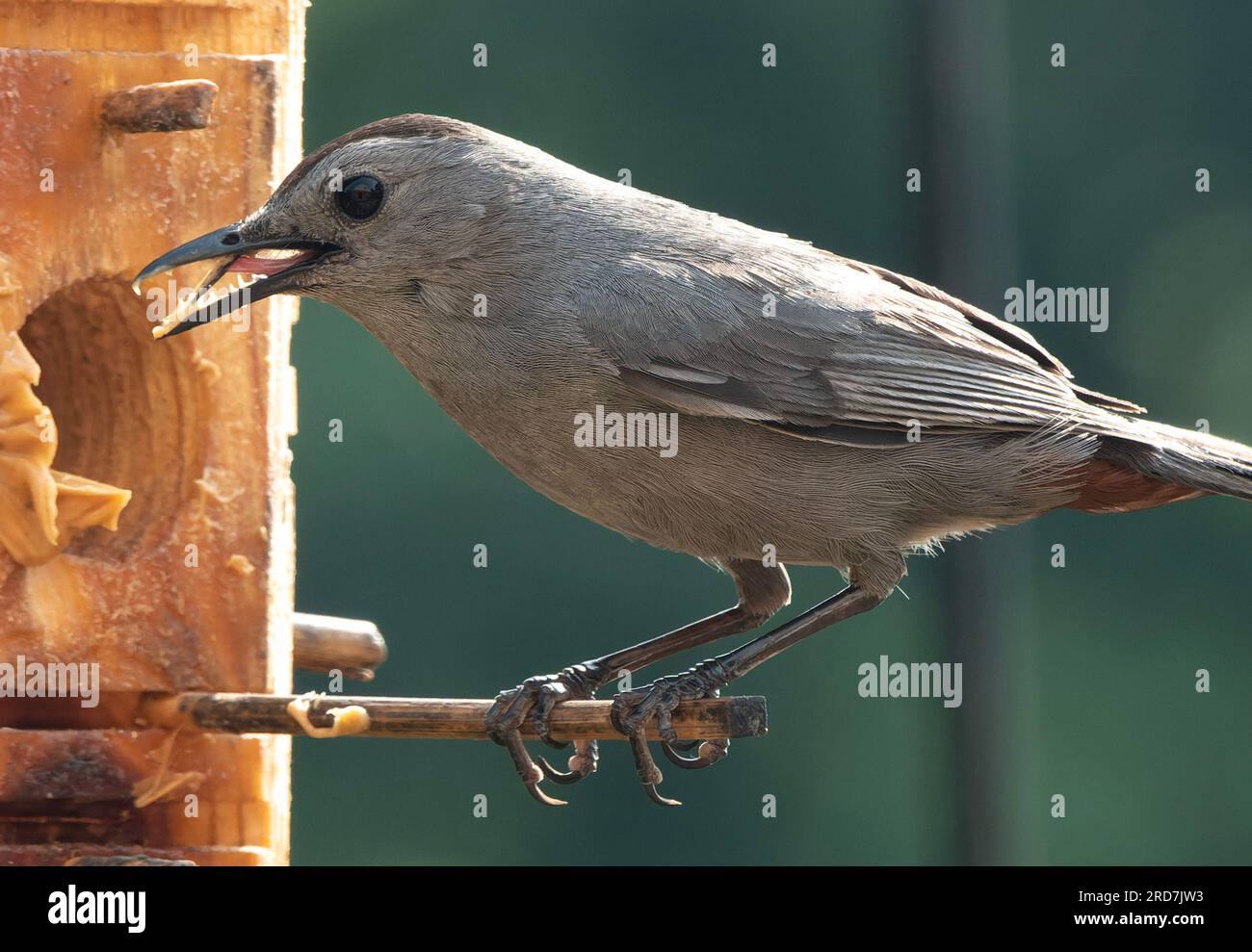 Un Catbird con testa grigia sull'alimentatore per uccelli Foto Stock