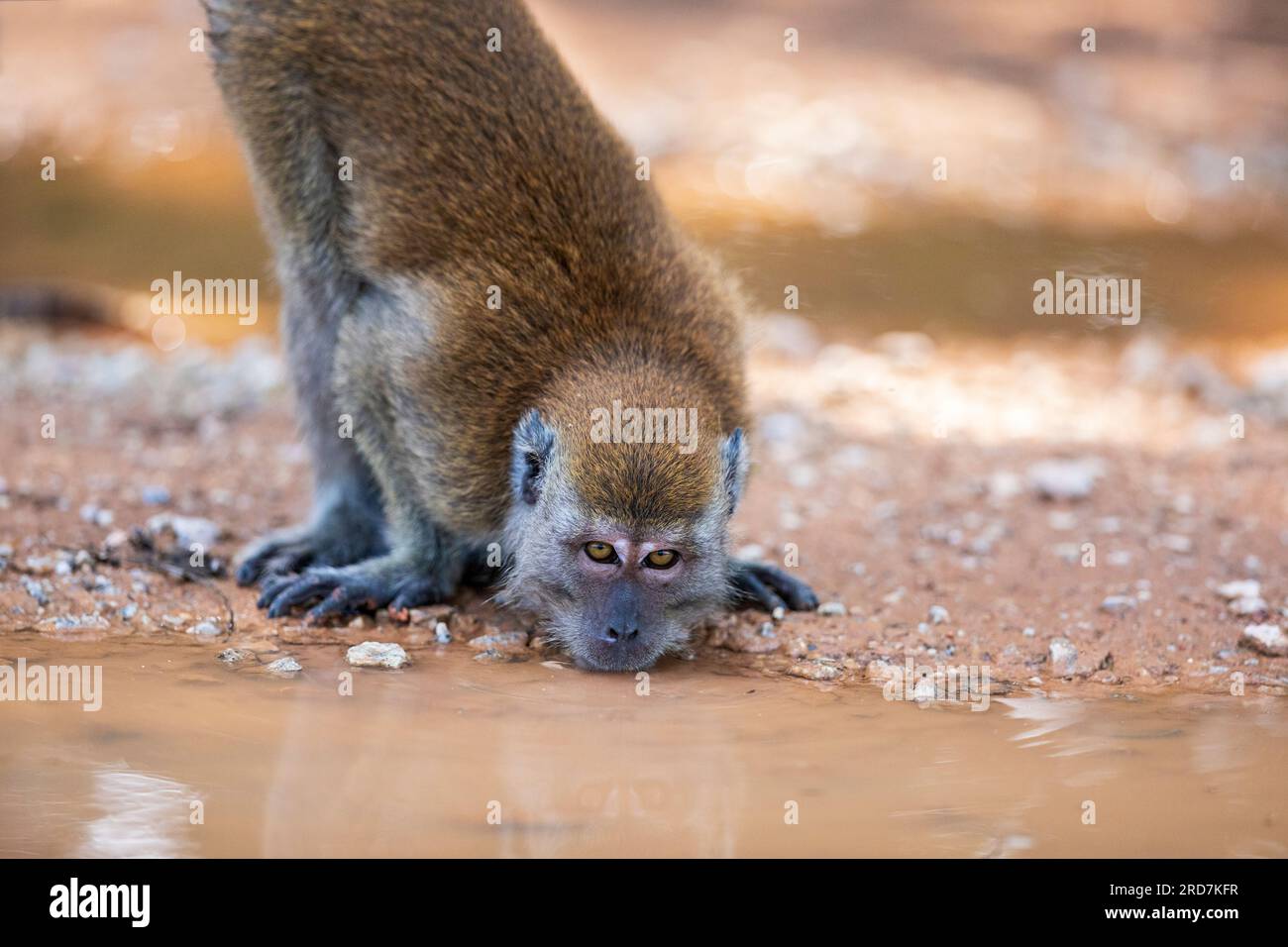 Un macaco dalla coda lunga beve acqua da una pozzanghera fangosa su un sentiero sterrato, Singapore Foto Stock