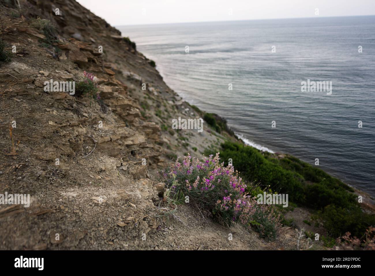 Fiori sul bordo di una scogliera vicino al mare in Bulgaria. Foto Stock