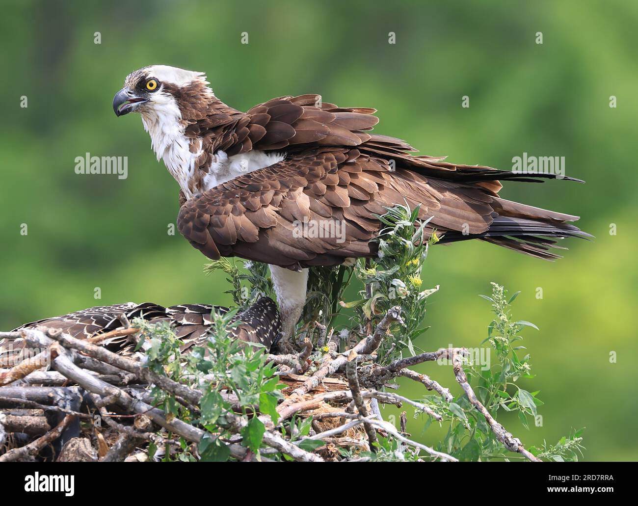 Ritratto di madre Osprey nel nido, Ontario, Canada Foto Stock