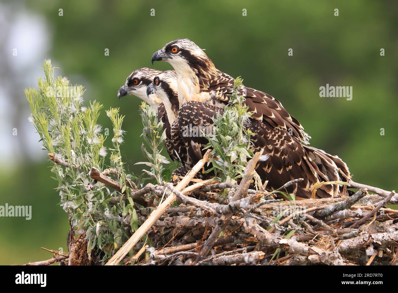 Osprey Chicks convoglia i fratelli nel nido, Ontario, Canada Foto Stock