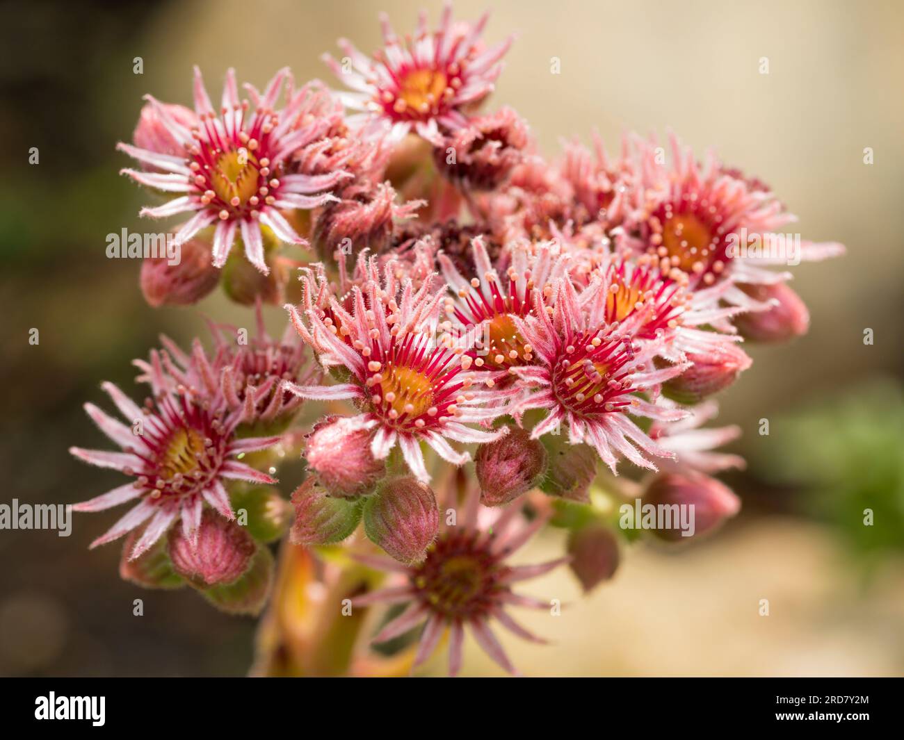 Houseleek comune o Sempervivum tectorum in fiore primo piano Foto Stock