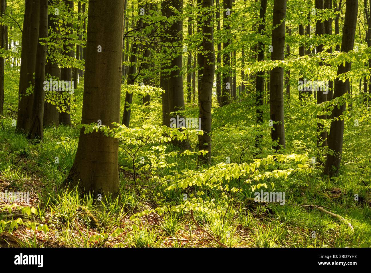 Foresta leggera inondata con enormi faggi e verde fresco in primavera, Weserbergland, Germania Foto Stock