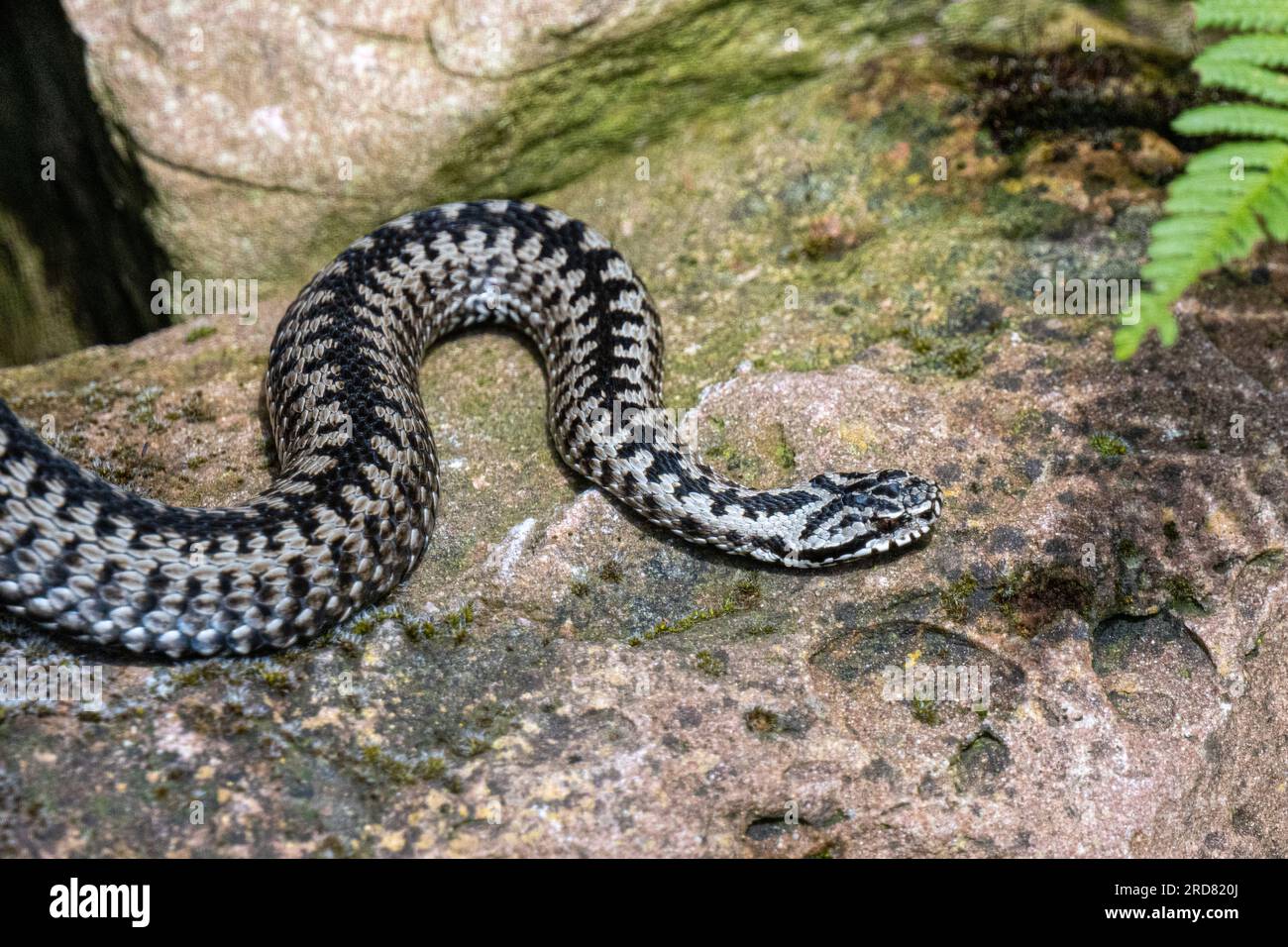 Il nord del minerale di Viper sommatore comune è uno dei la più ampia diffusione di serpenti terrestri Foto Stock