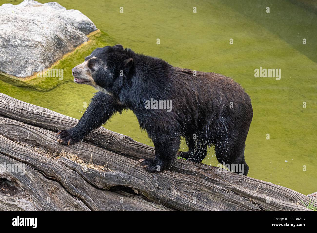 Orsetto (Tremarctos ornatus), orso andino Foto Stock