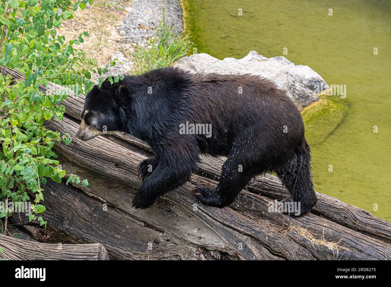 Orsetto (Tremarctos ornatus), orso andino Foto Stock