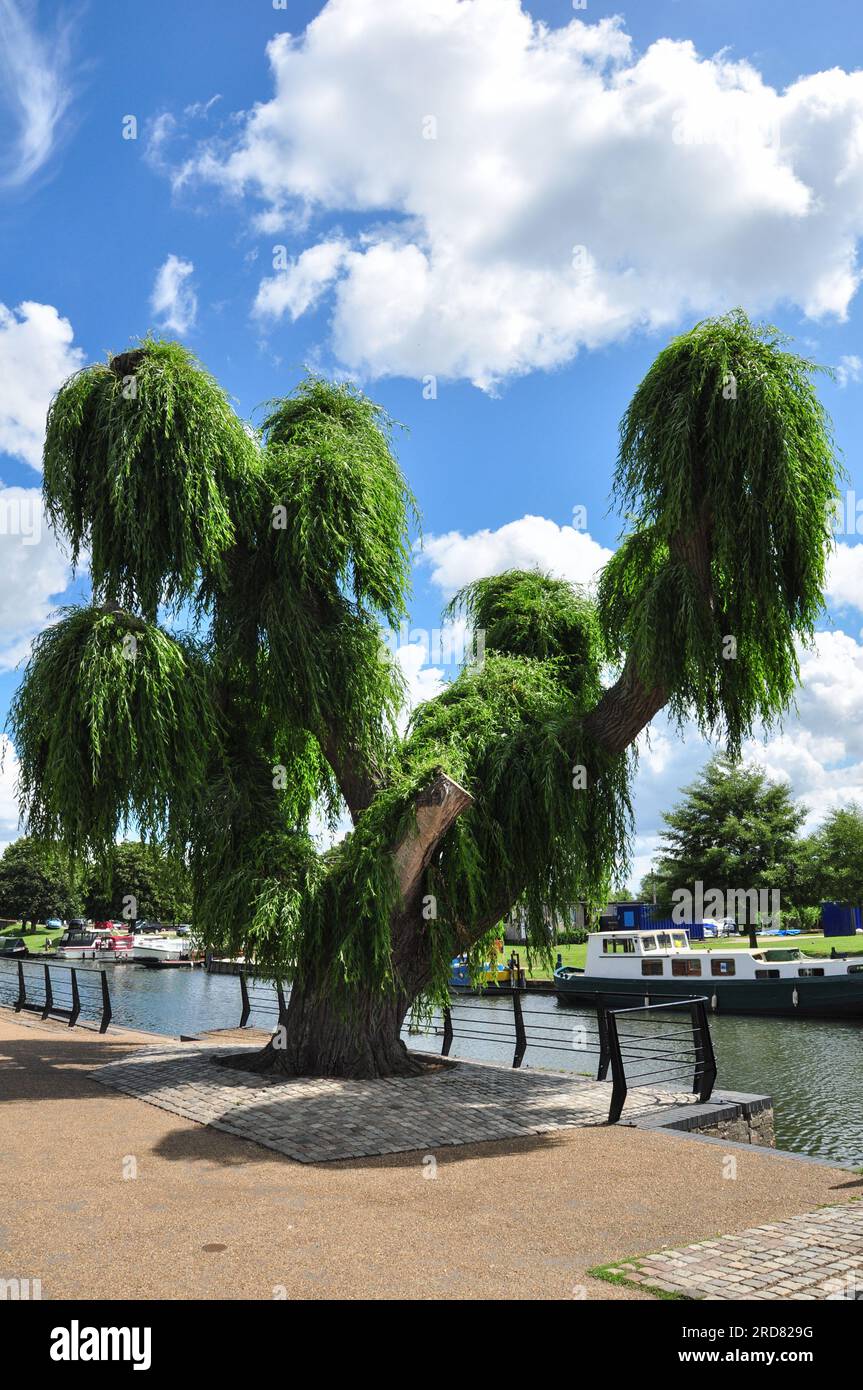 Salice di forma inusuale accanto al fiume Great Ouse a Ely, Cambridgeshire, Inghilterra, Regno Unito Foto Stock