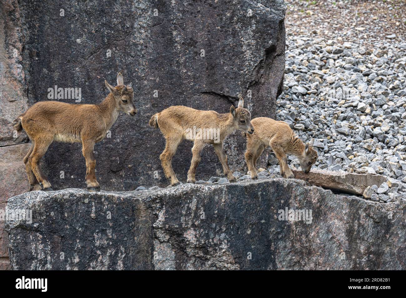 Stambecchi alpini (Capra stambecchi). Giovani animali in gioco. Foto Stock Stambecchi alpini (Capra stambecchi). Giovani animali in gioco. Foto Stock