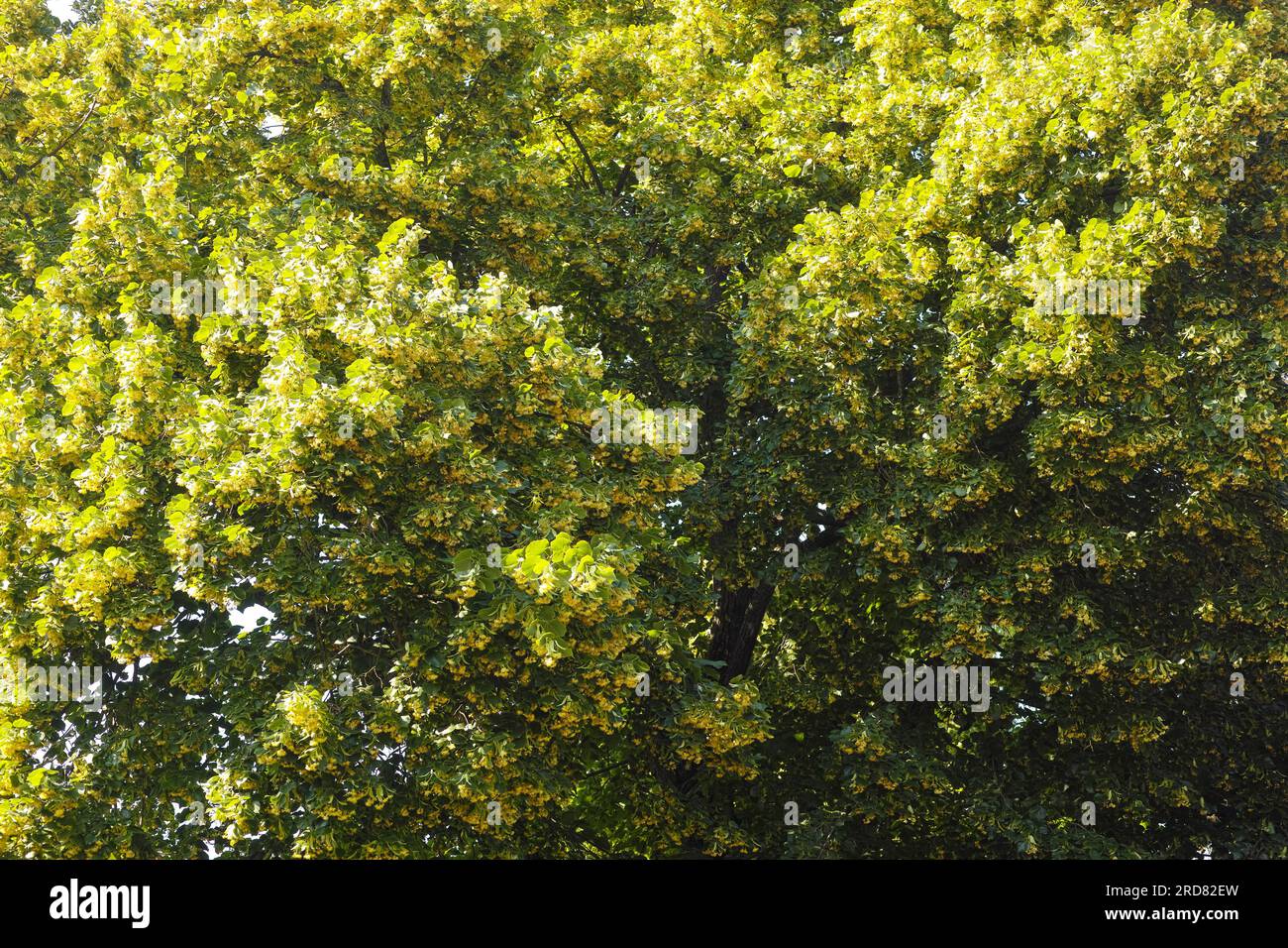 Un baldacchino di tiglio (Tilia) in fiore. Full frame Foto Stock