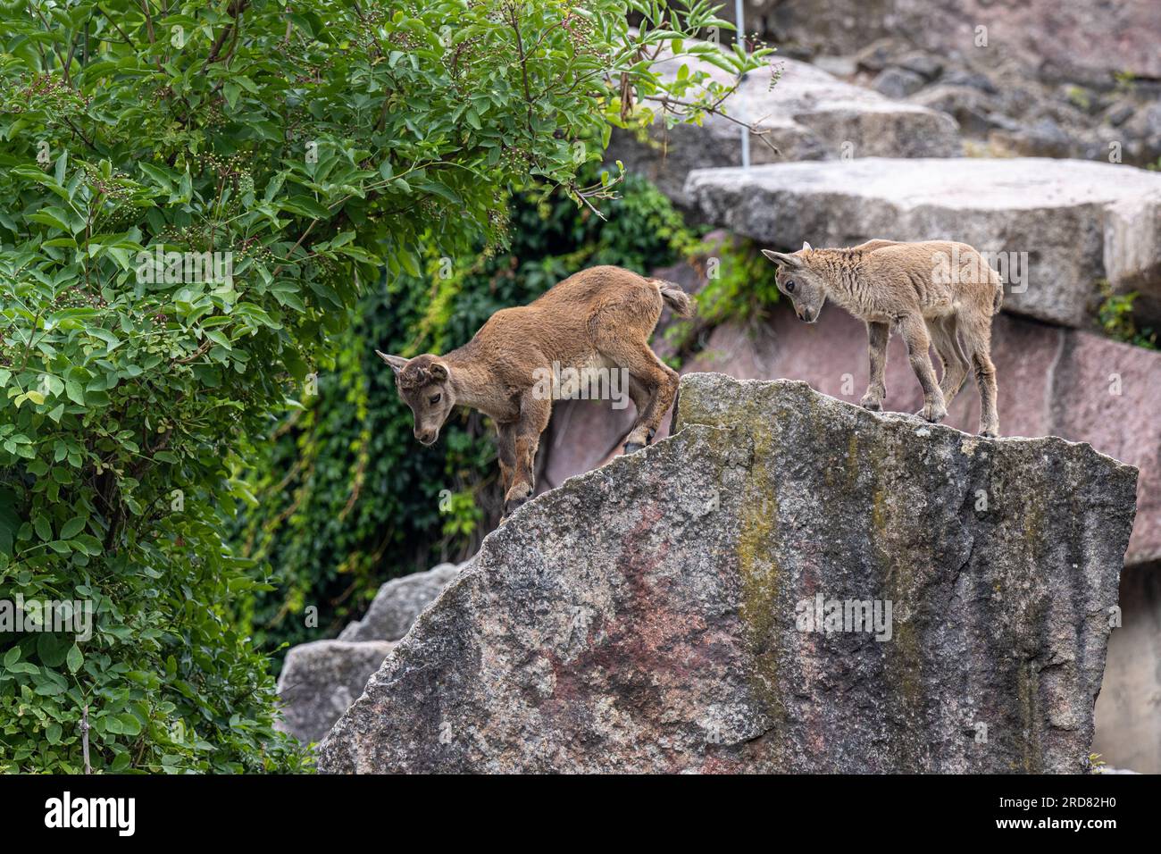 Stambecchi alpini (Capra stambecchi). Giovani animali in gioco. Foto Stock Stambecchi alpini (Capra stambecchi). Giovani animali in gioco. Foto Stock