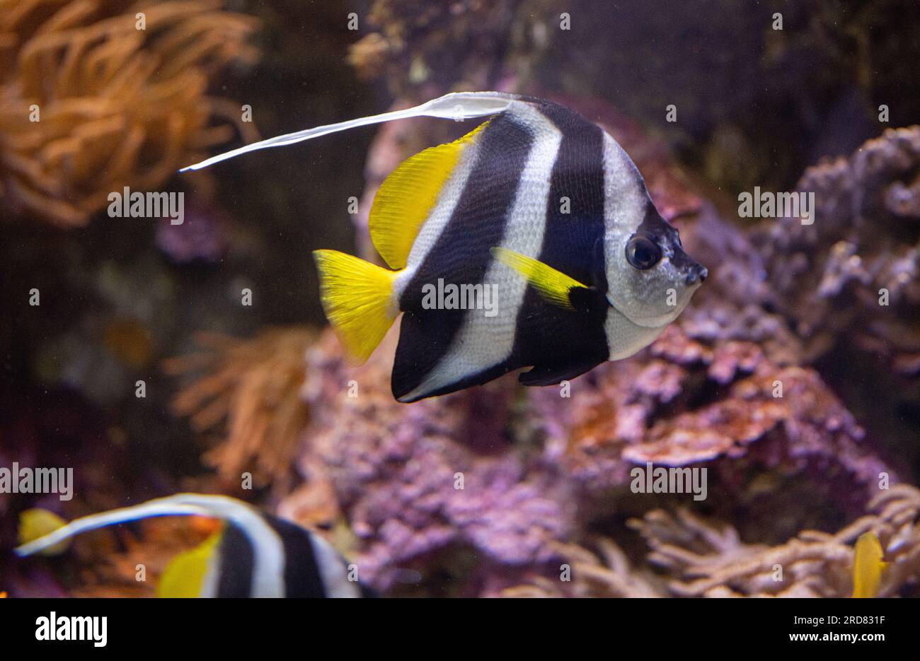 Bannerfish Over Reef, Heniochus acuminatus Foto Stock