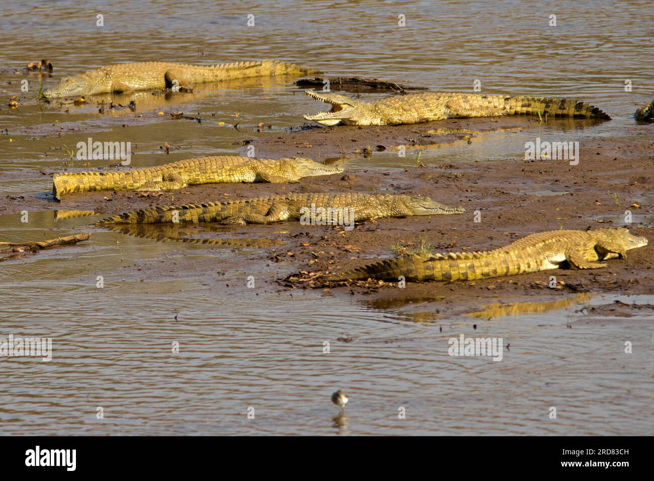 Coccodrilli del Nilo Foto Stock