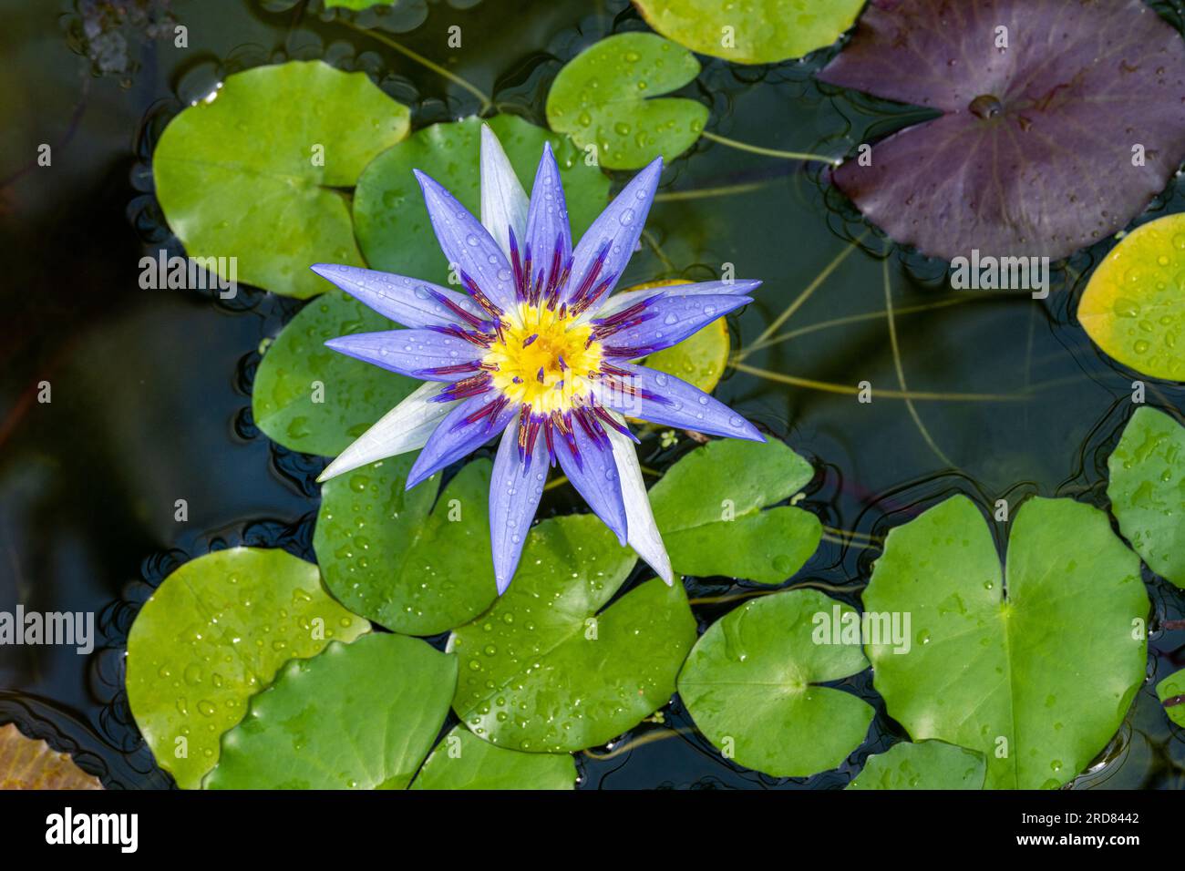 Nymphaea caerulea savigny (Lotos blu d'Egitto) pianta di ninfea d'acqua in fiore, bellissimi fiori di loto fioriti nello stagno del giardino Foto Stock